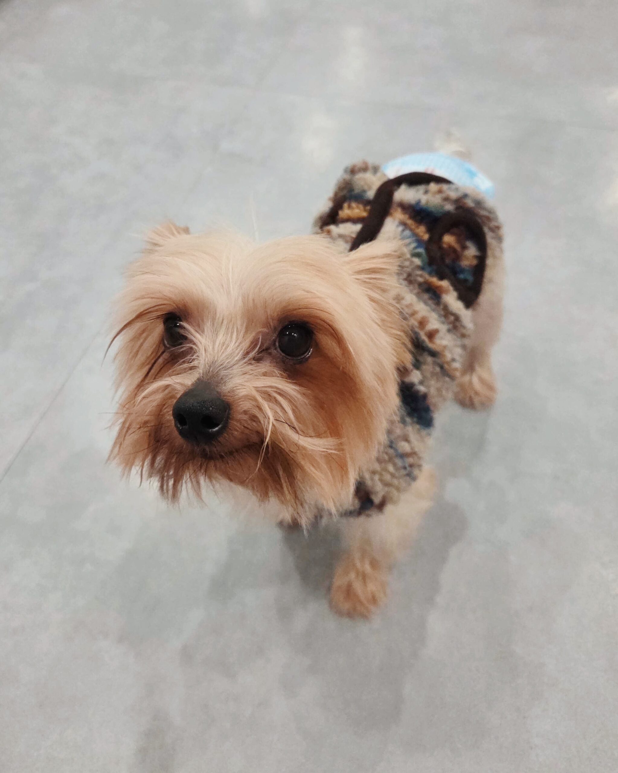 トラッカーの画像1