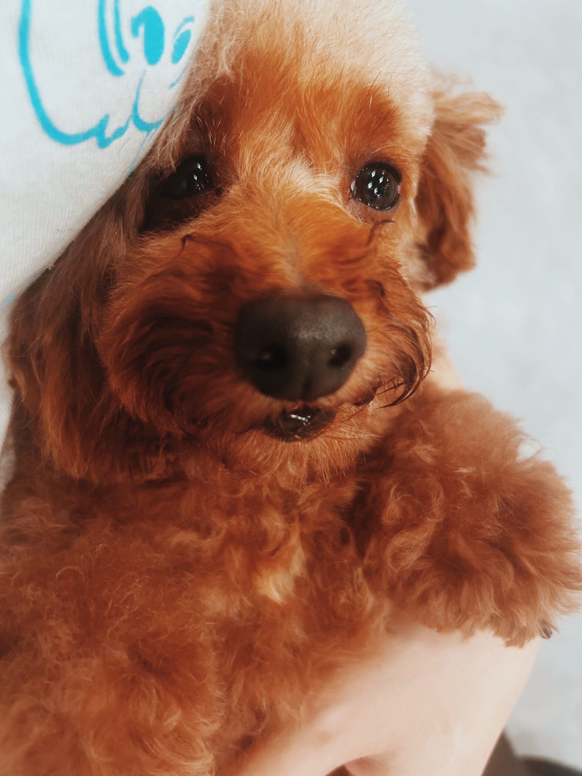 かっぱえびせんの画像1