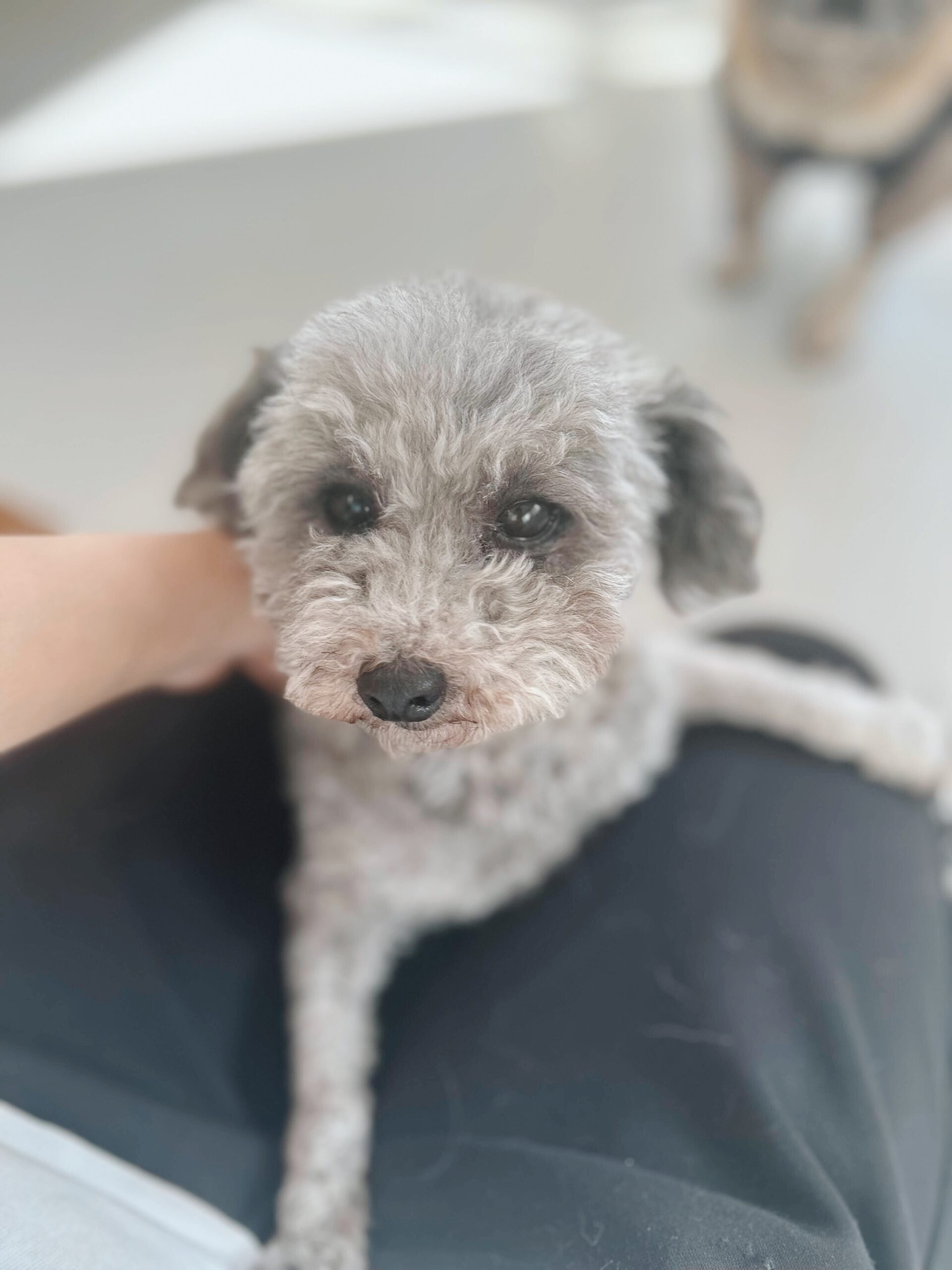 ドルービーの画像3