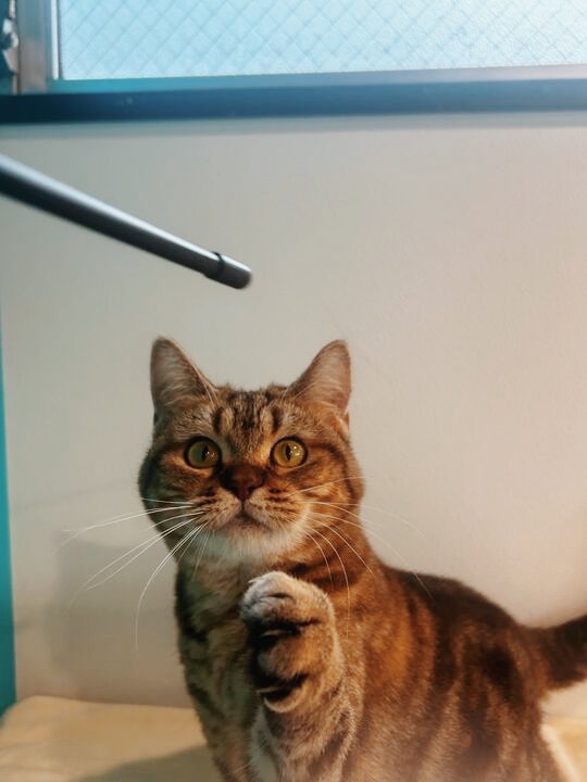 レブロンの画像1