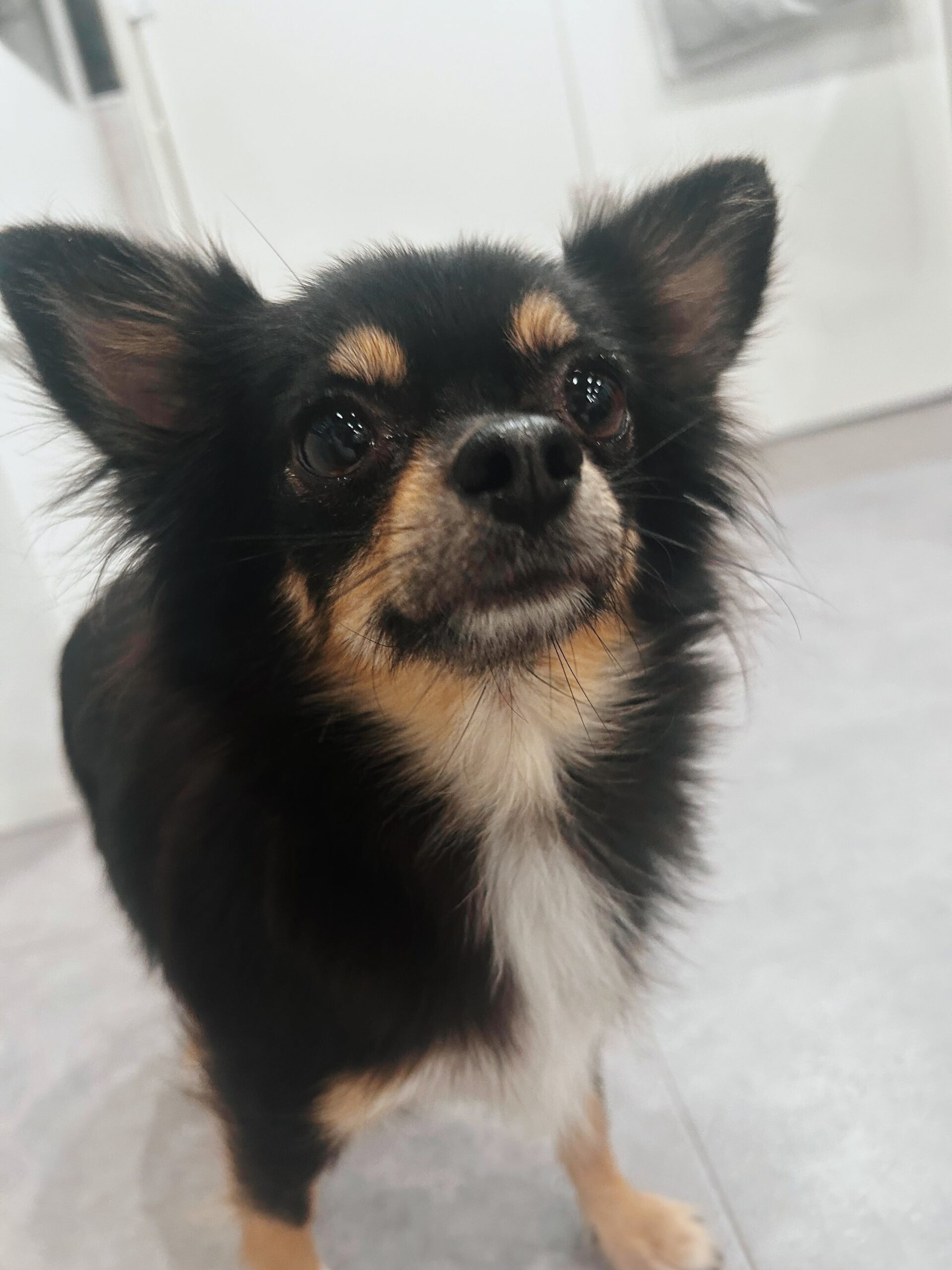 フォンテーヌの画像1