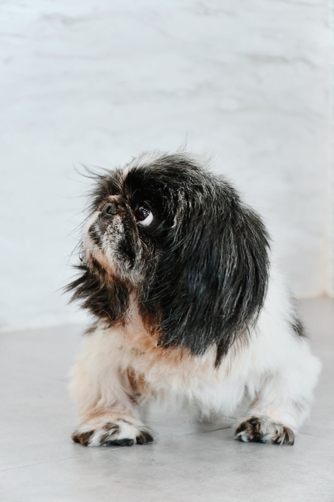 チュクミの画像1