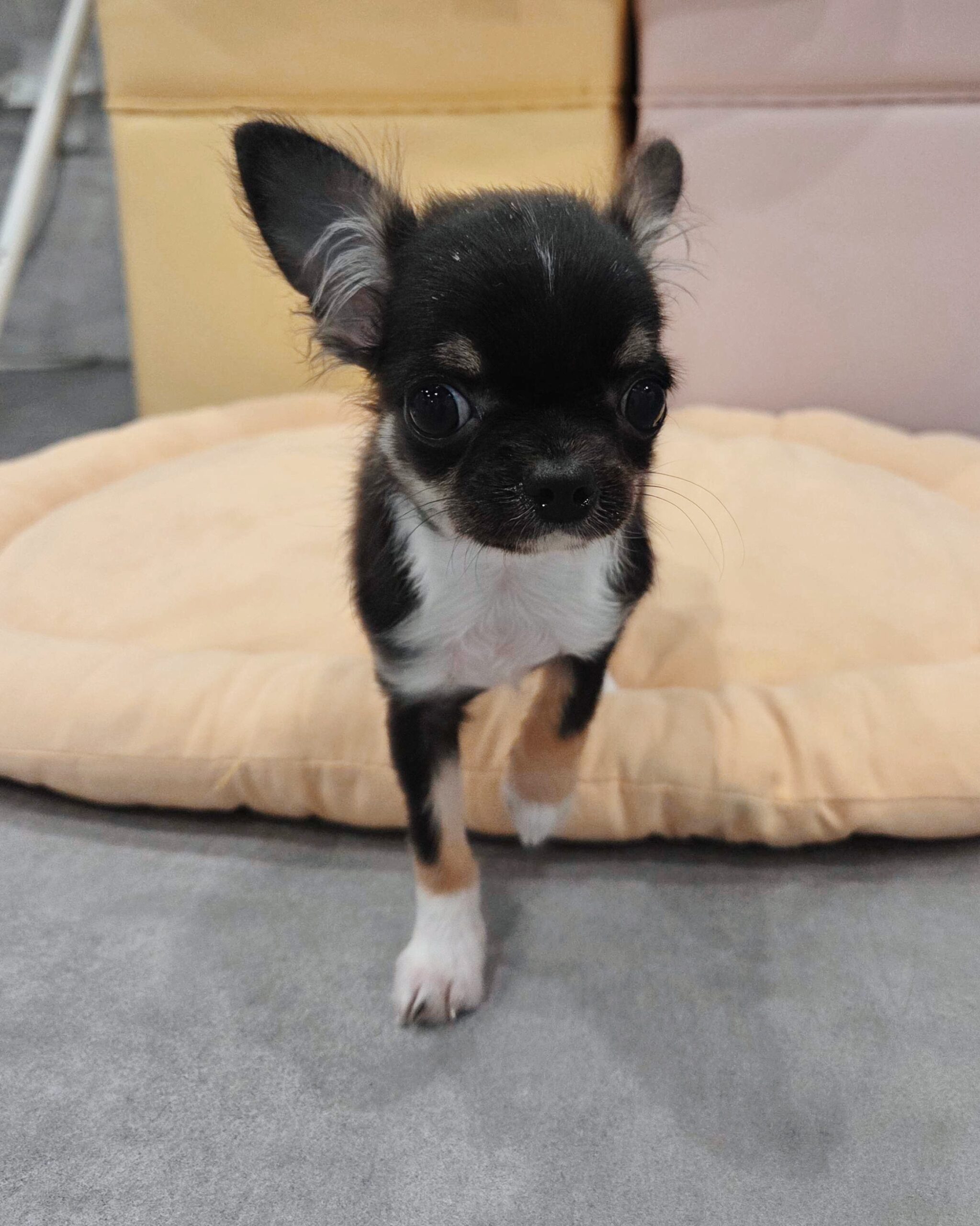 ケセラセラの画像3