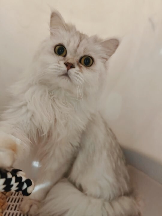 ニブルズの画像2