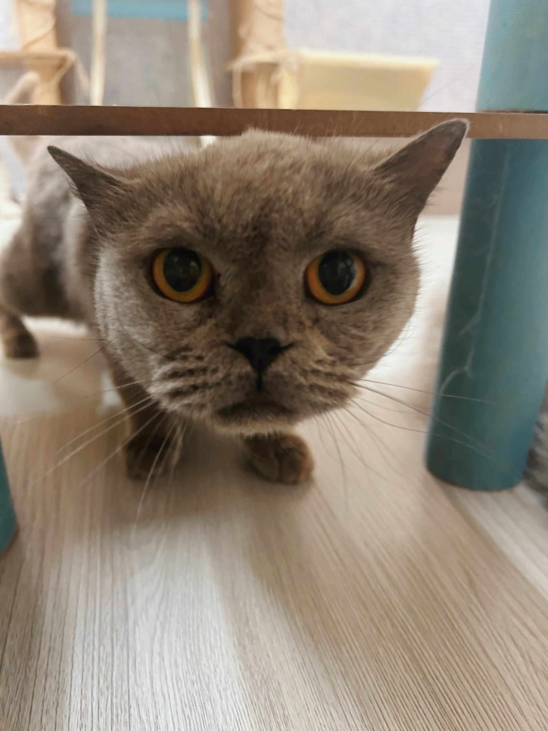 サッポロポテトの画像1