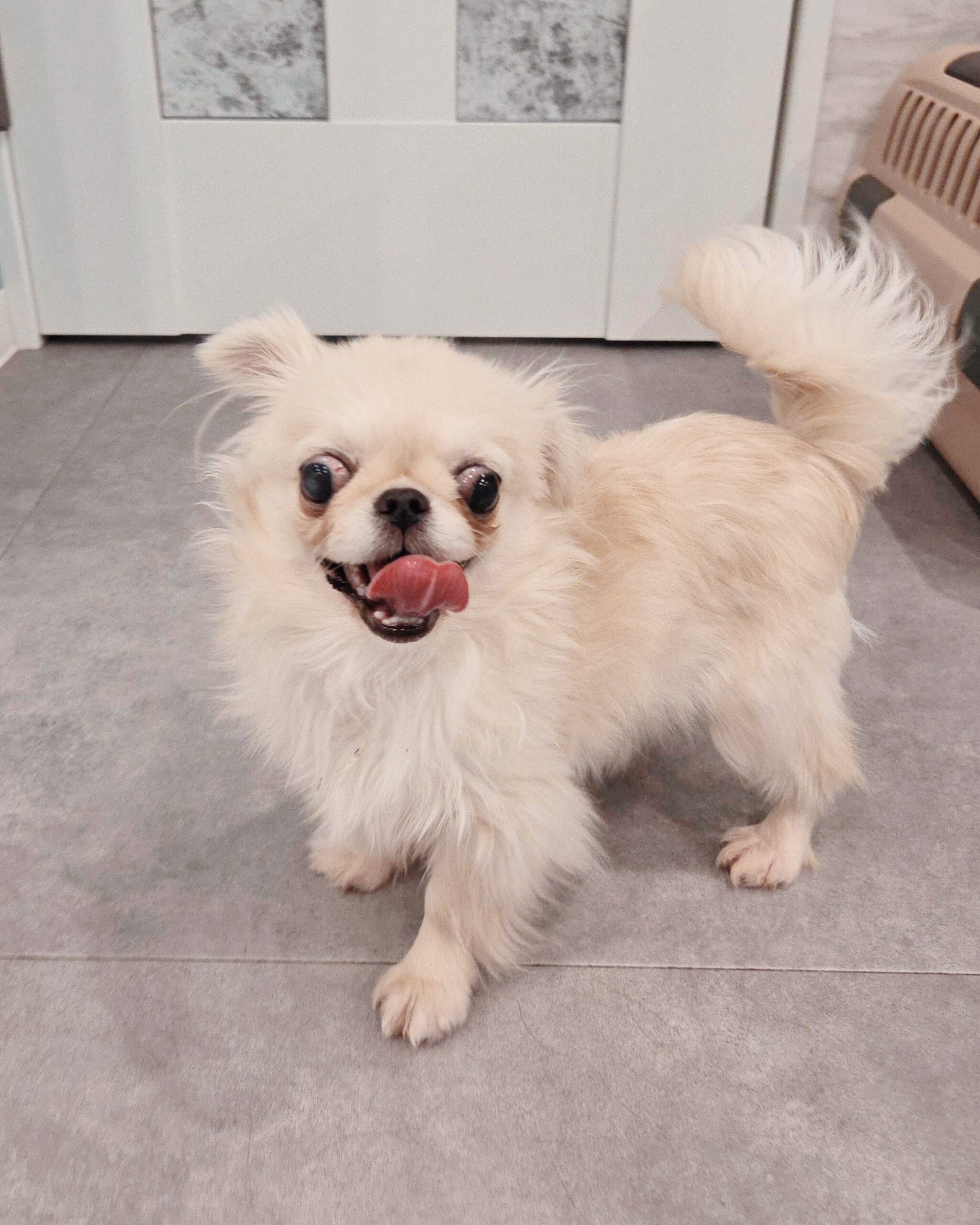 ライラックの画像1