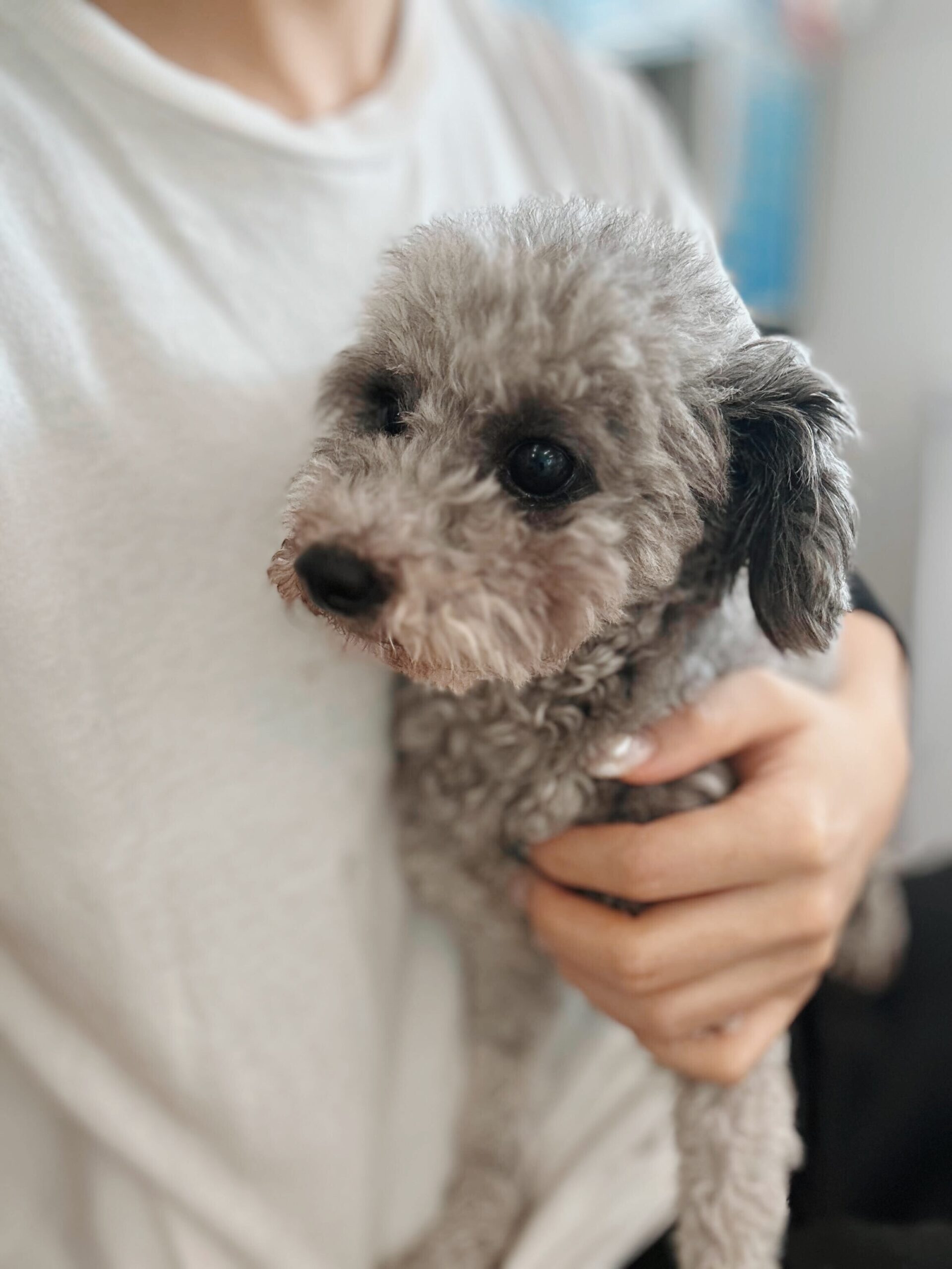 ドルービーの画像1