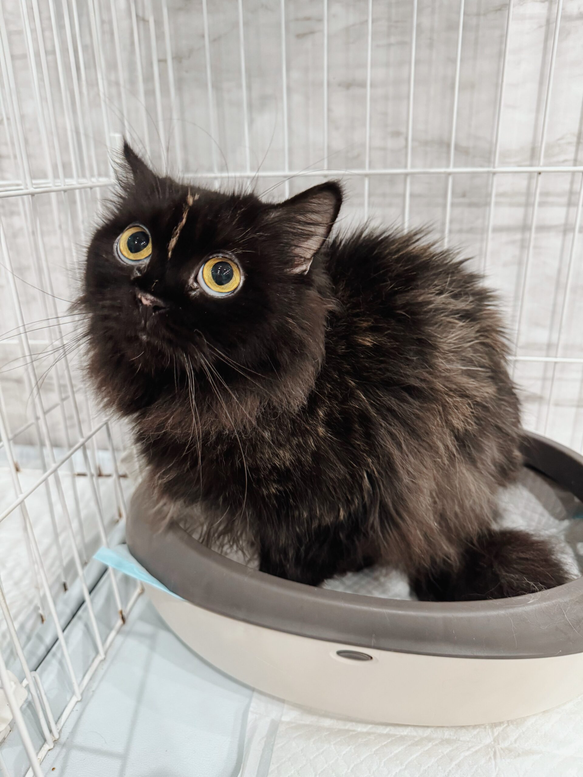 アリエールの画像3