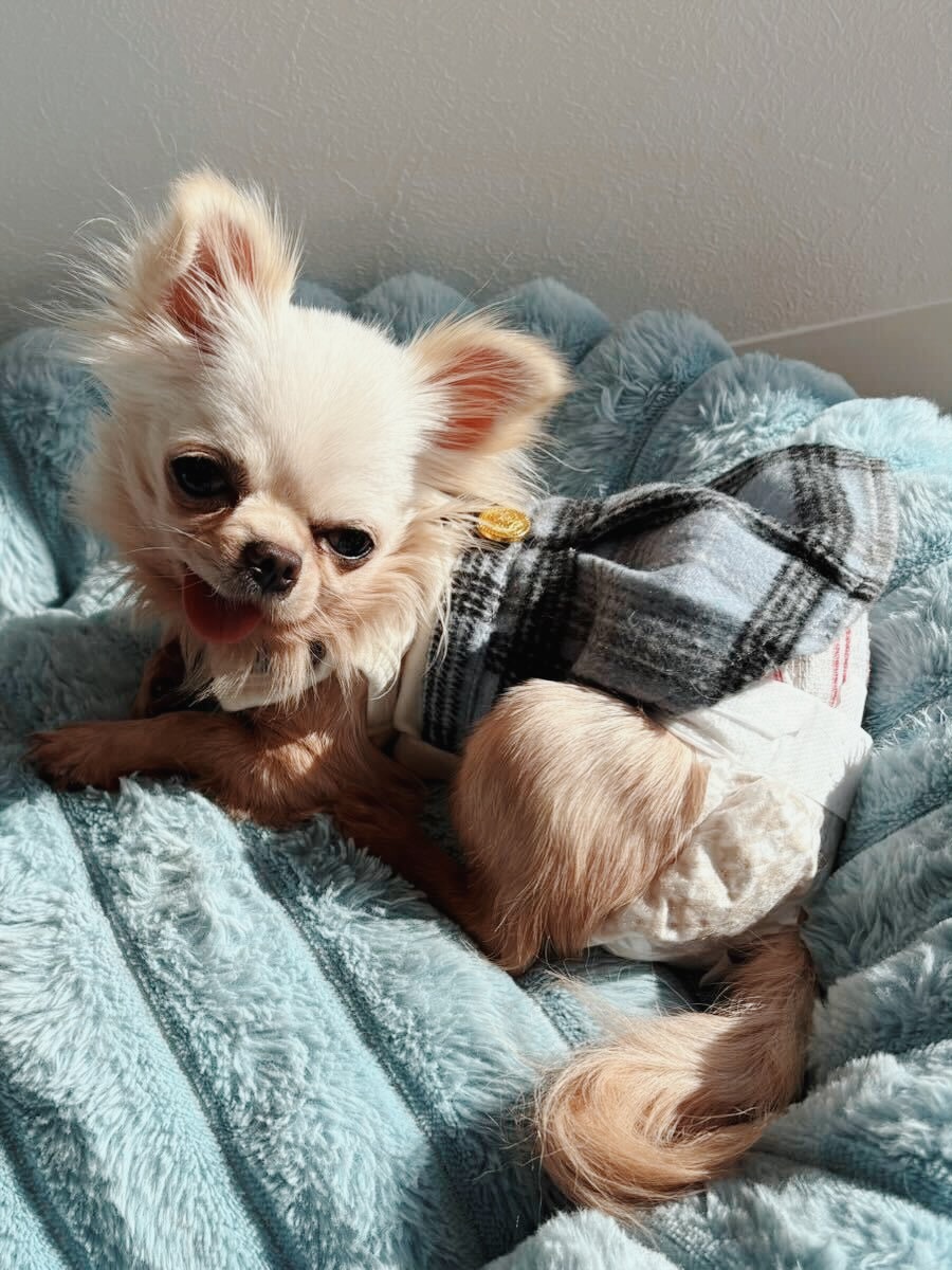 あんのうの画像1