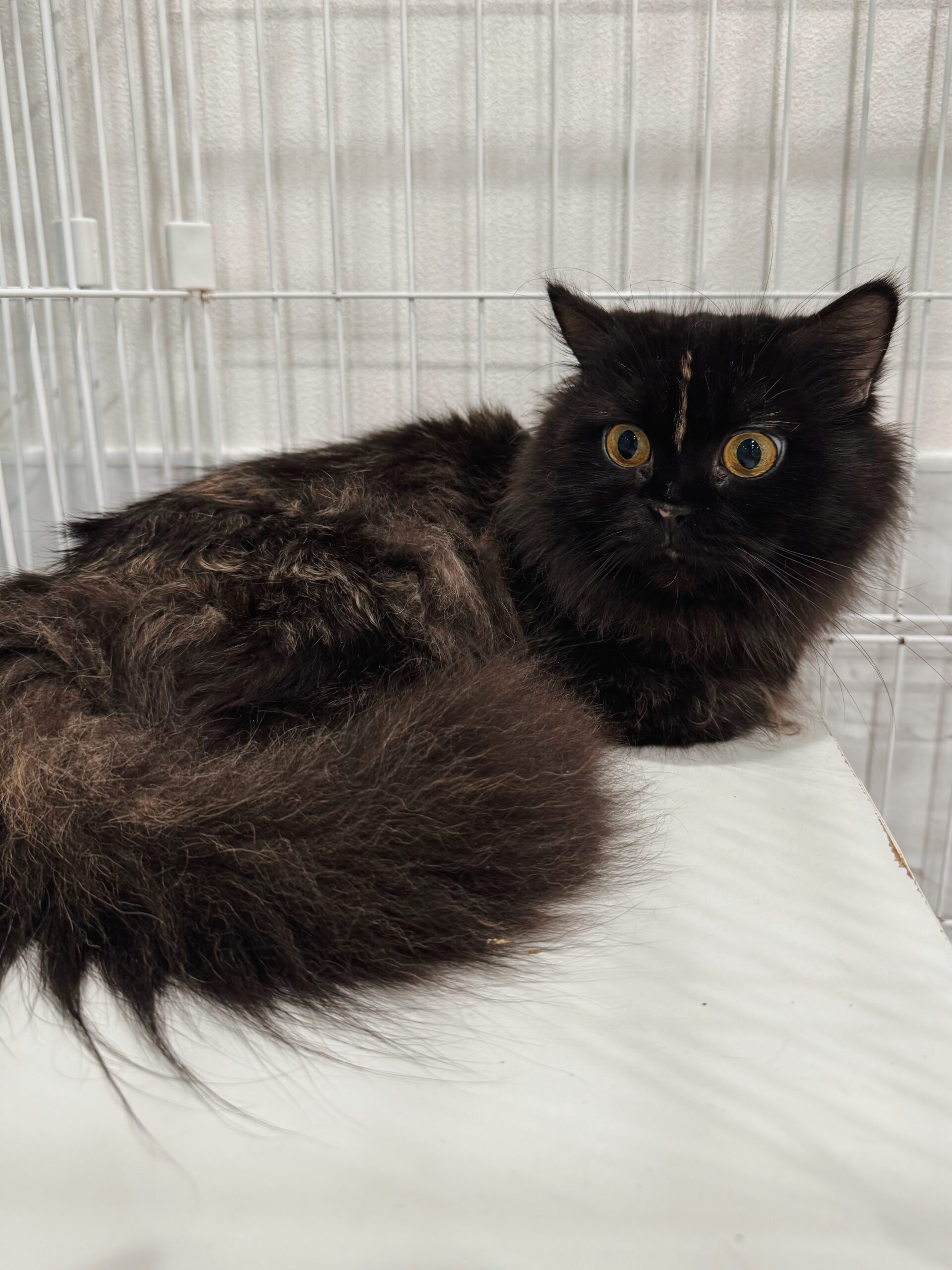 アリエールの画像2