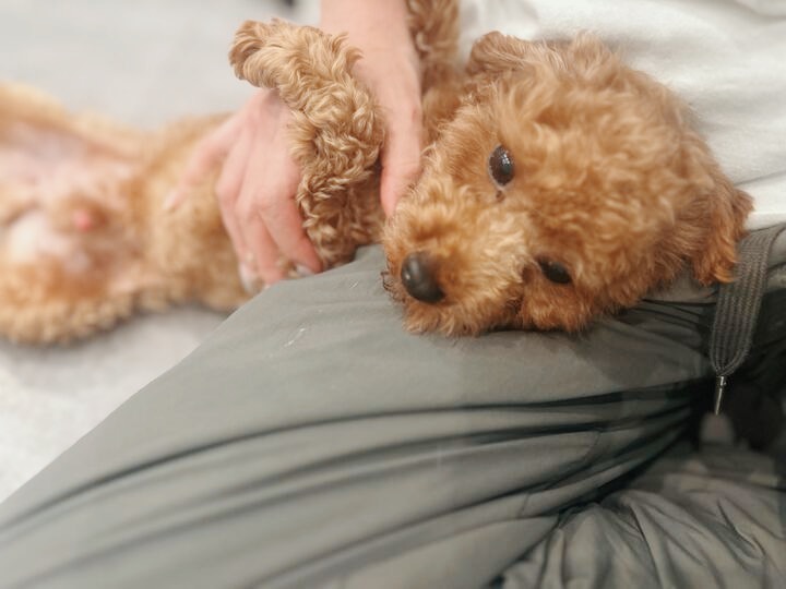 スパイクの画像3