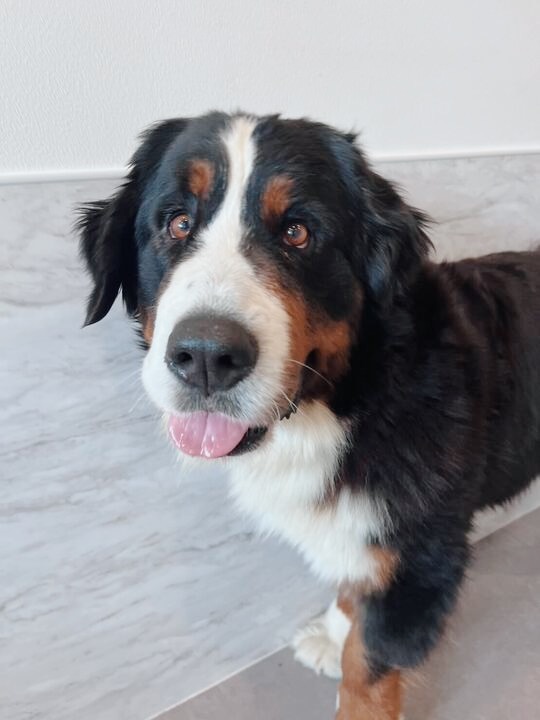 アオベエの画像2