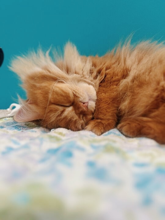 クアッカーの画像3