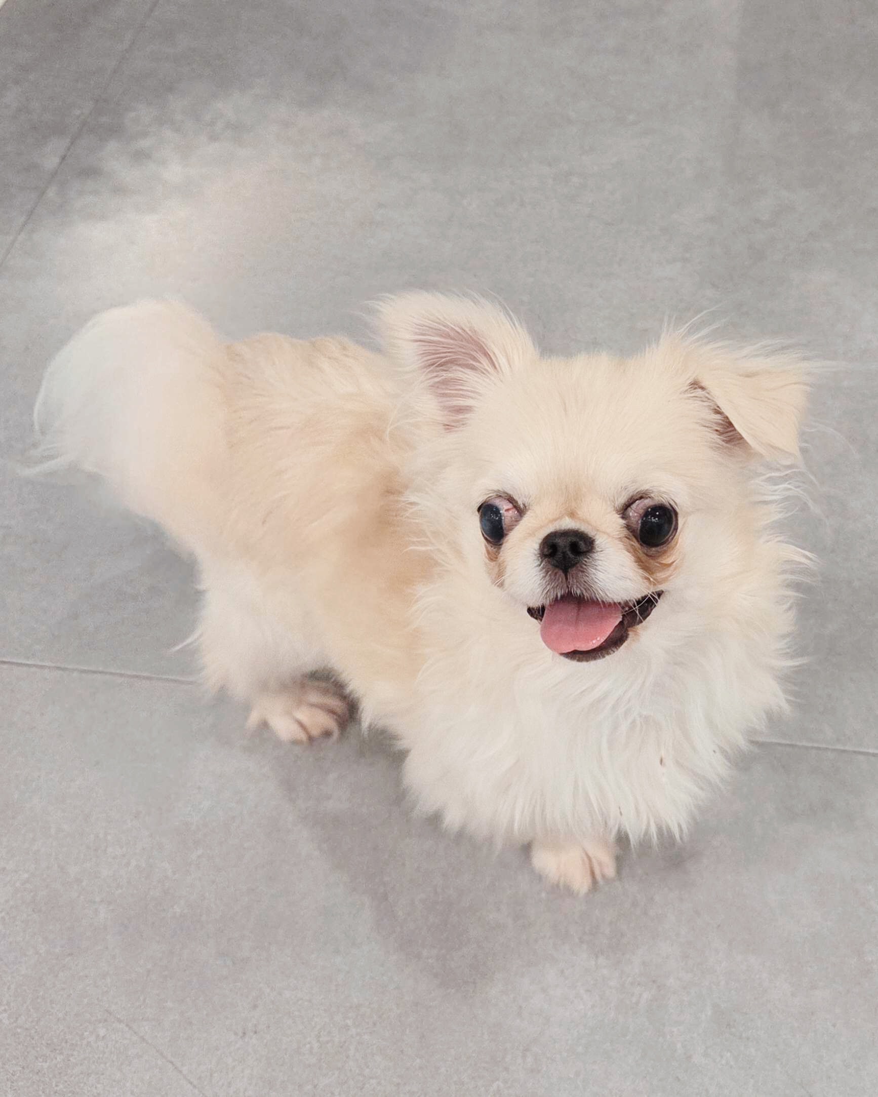 ライラックの画像3