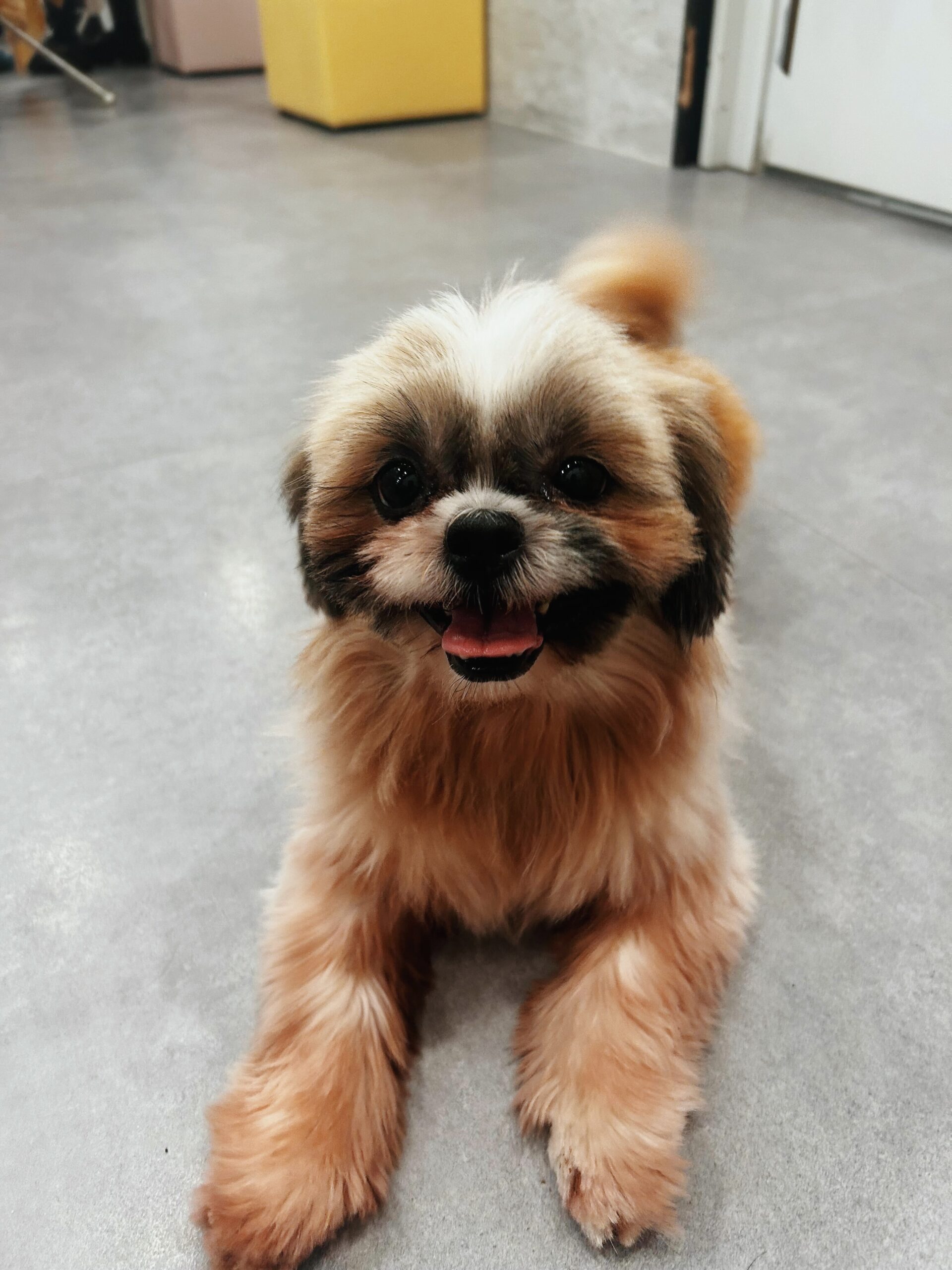 クロウハウザーの画像1