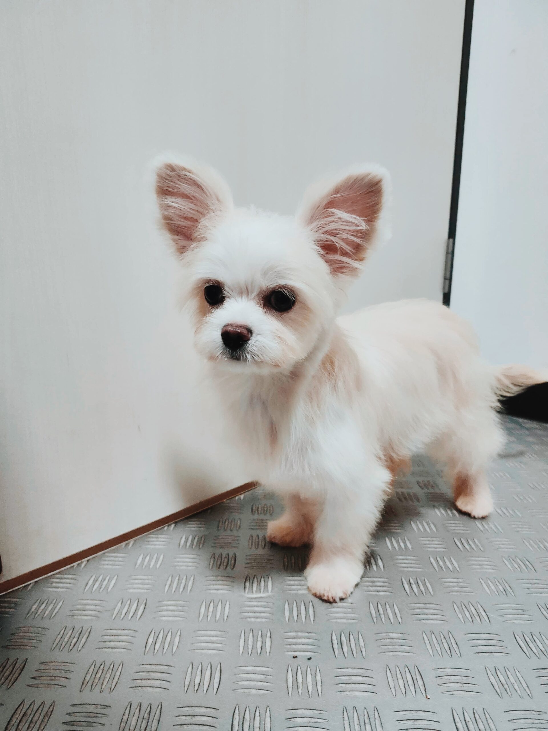 だんじゅうろうの画像2