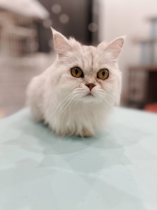 ニブルズの画像1