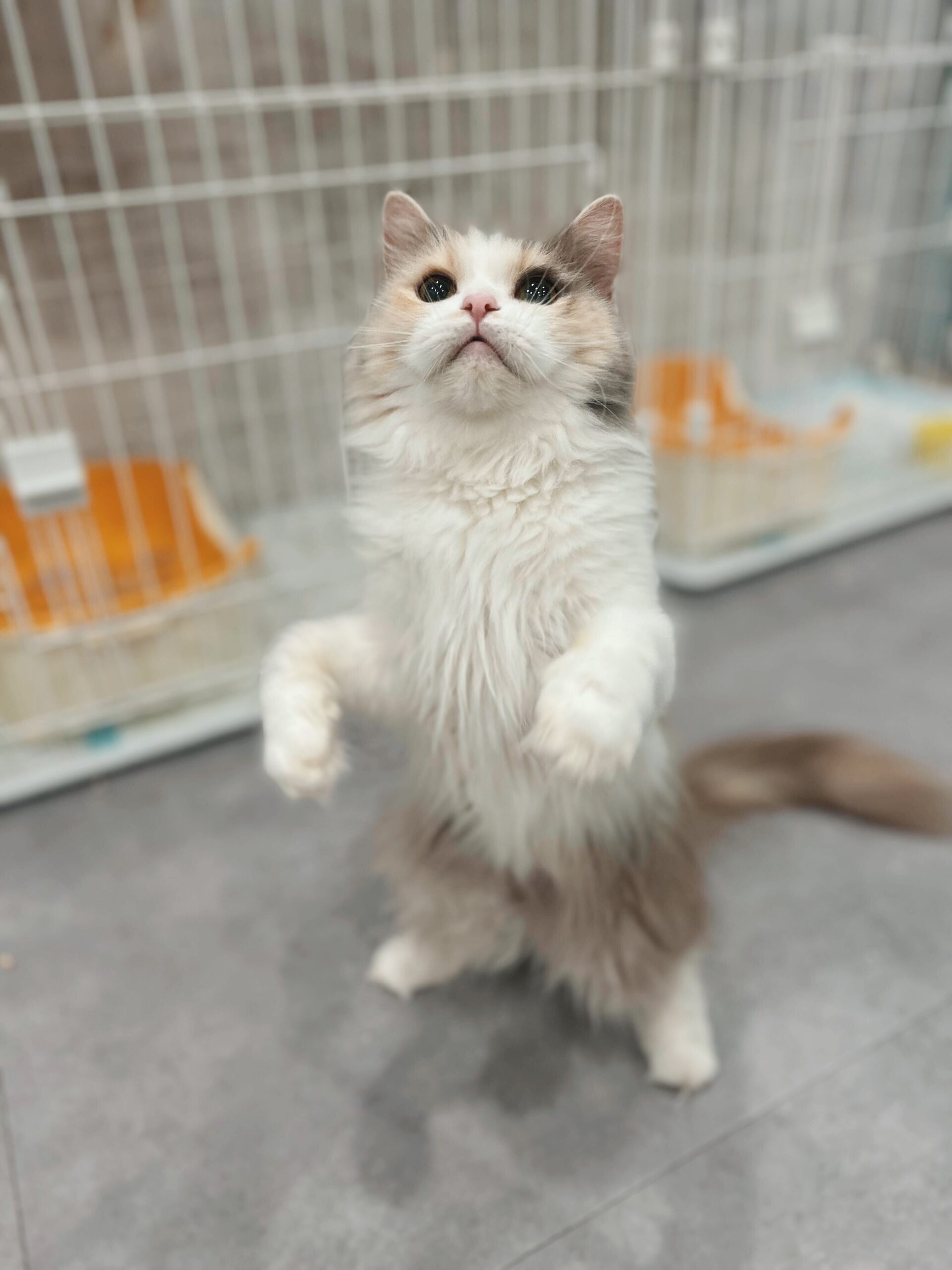 ジャッキーの画像2