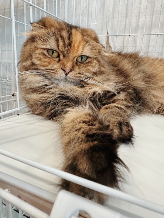 パウバートの画像3