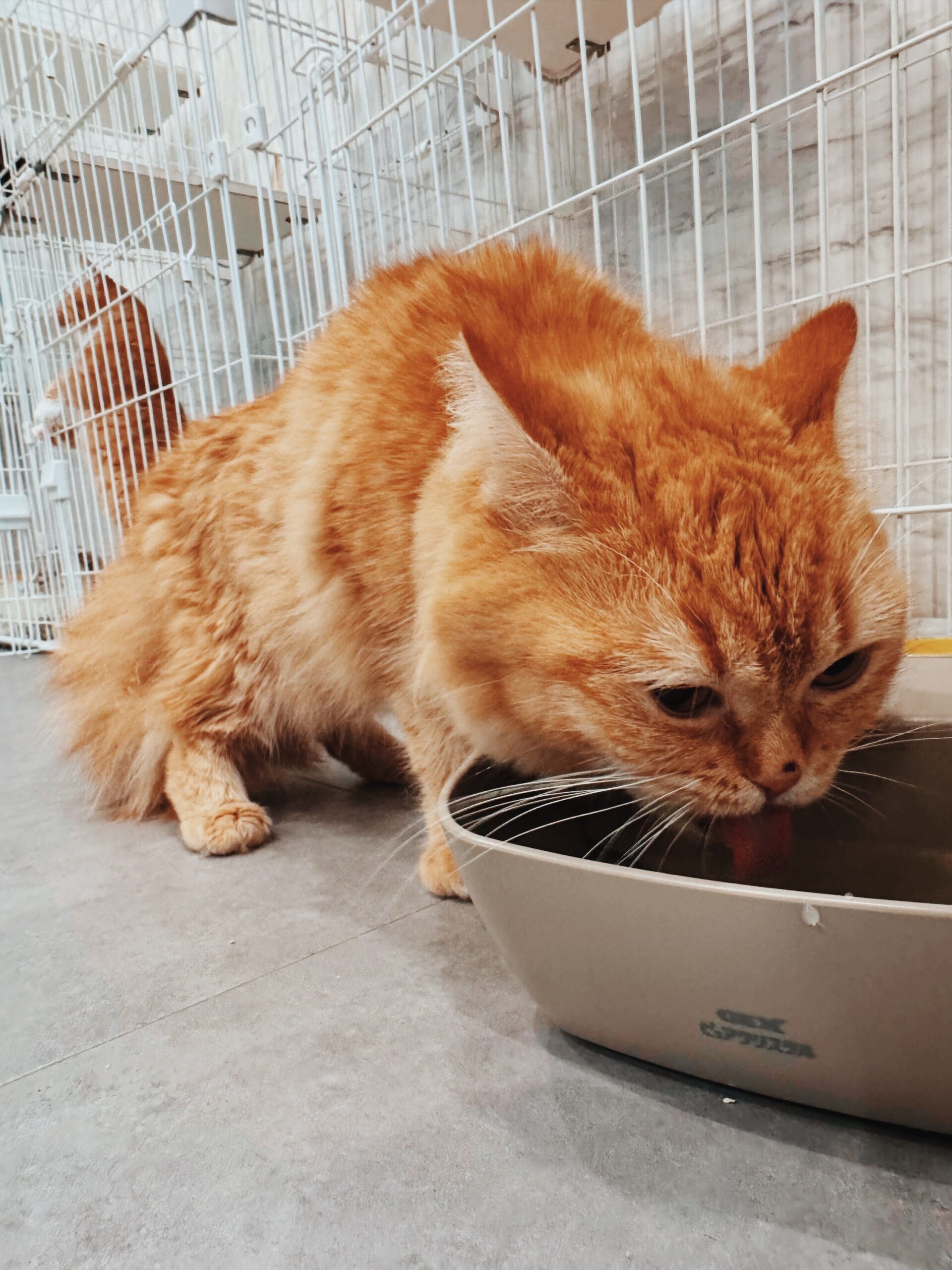 アタックの画像1