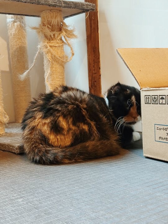 ウィージーの画像3