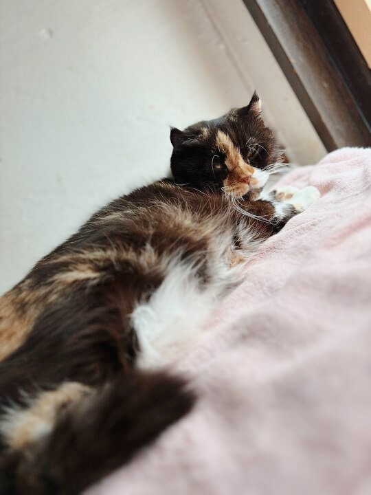 ウィージーの画像1