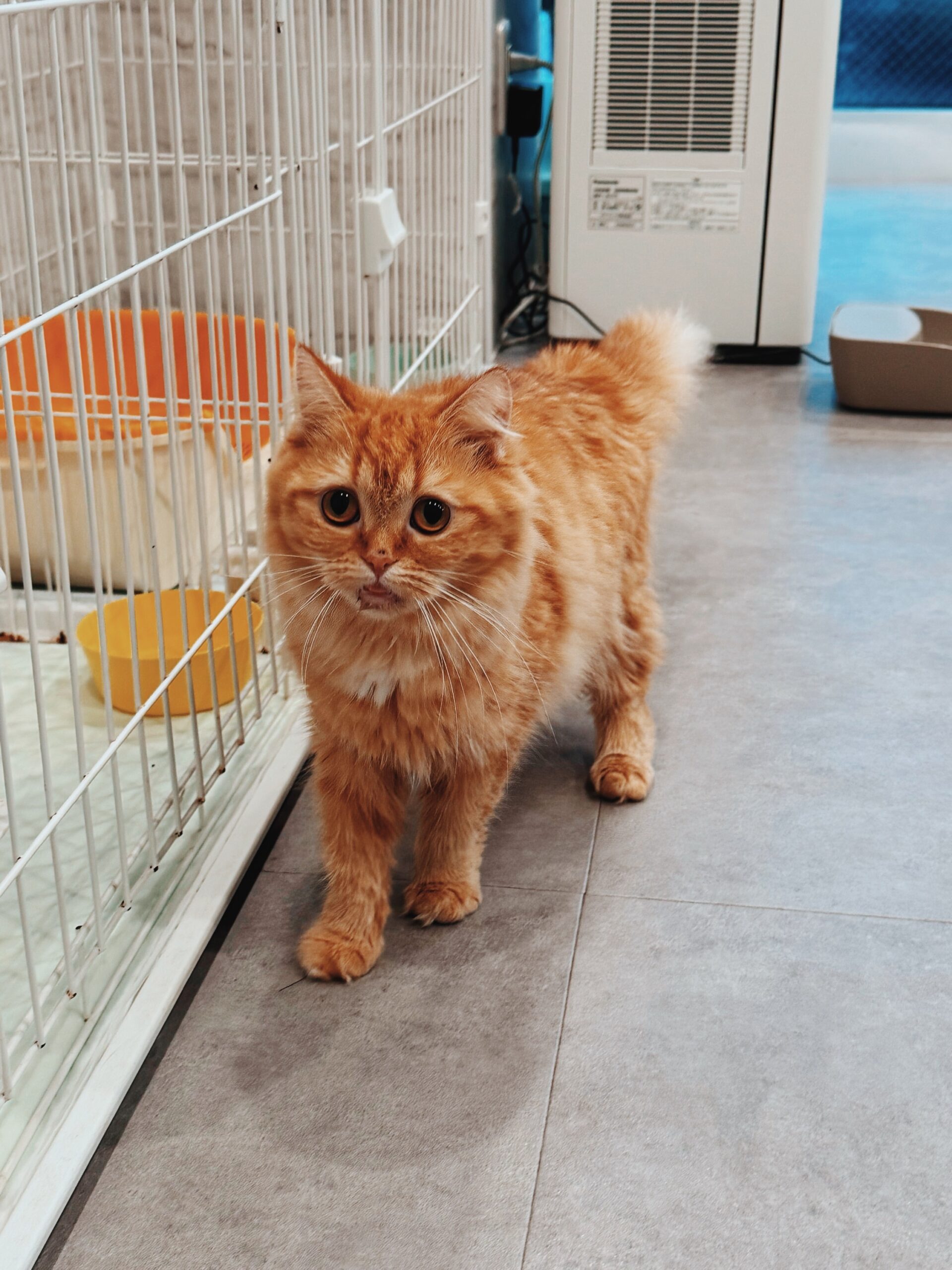 アタックの画像2