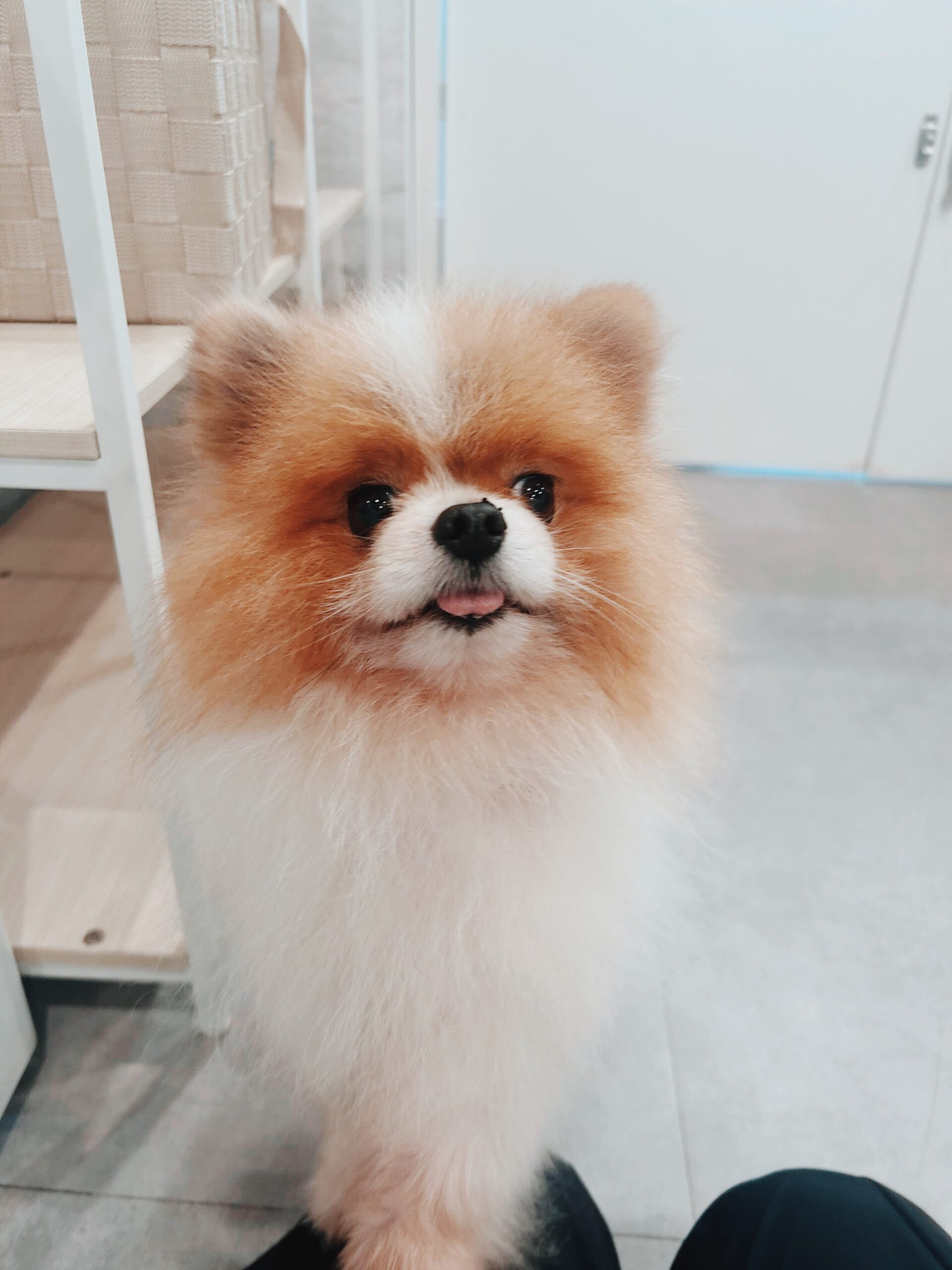 チップスターの画像3