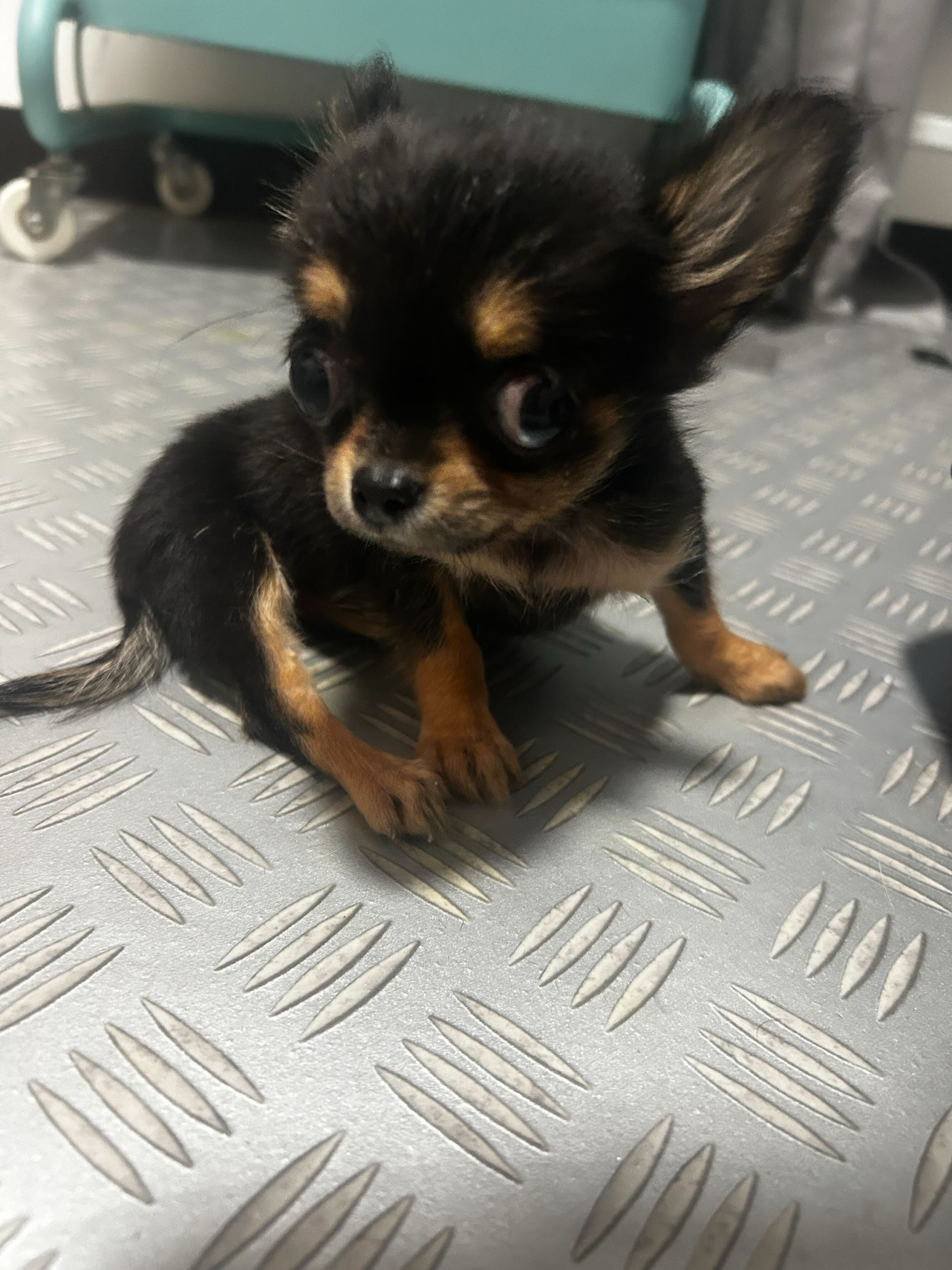 どんぐりの画像3