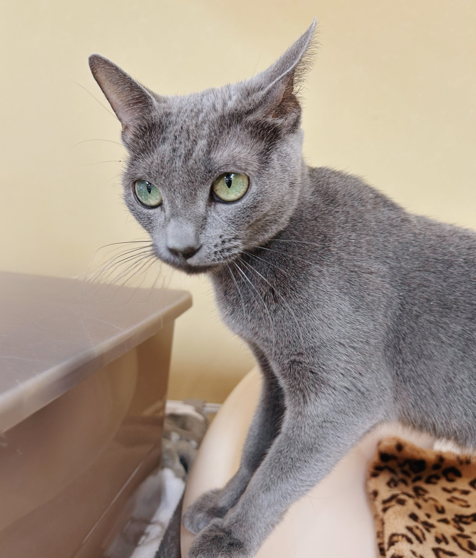 えんらくの画像2