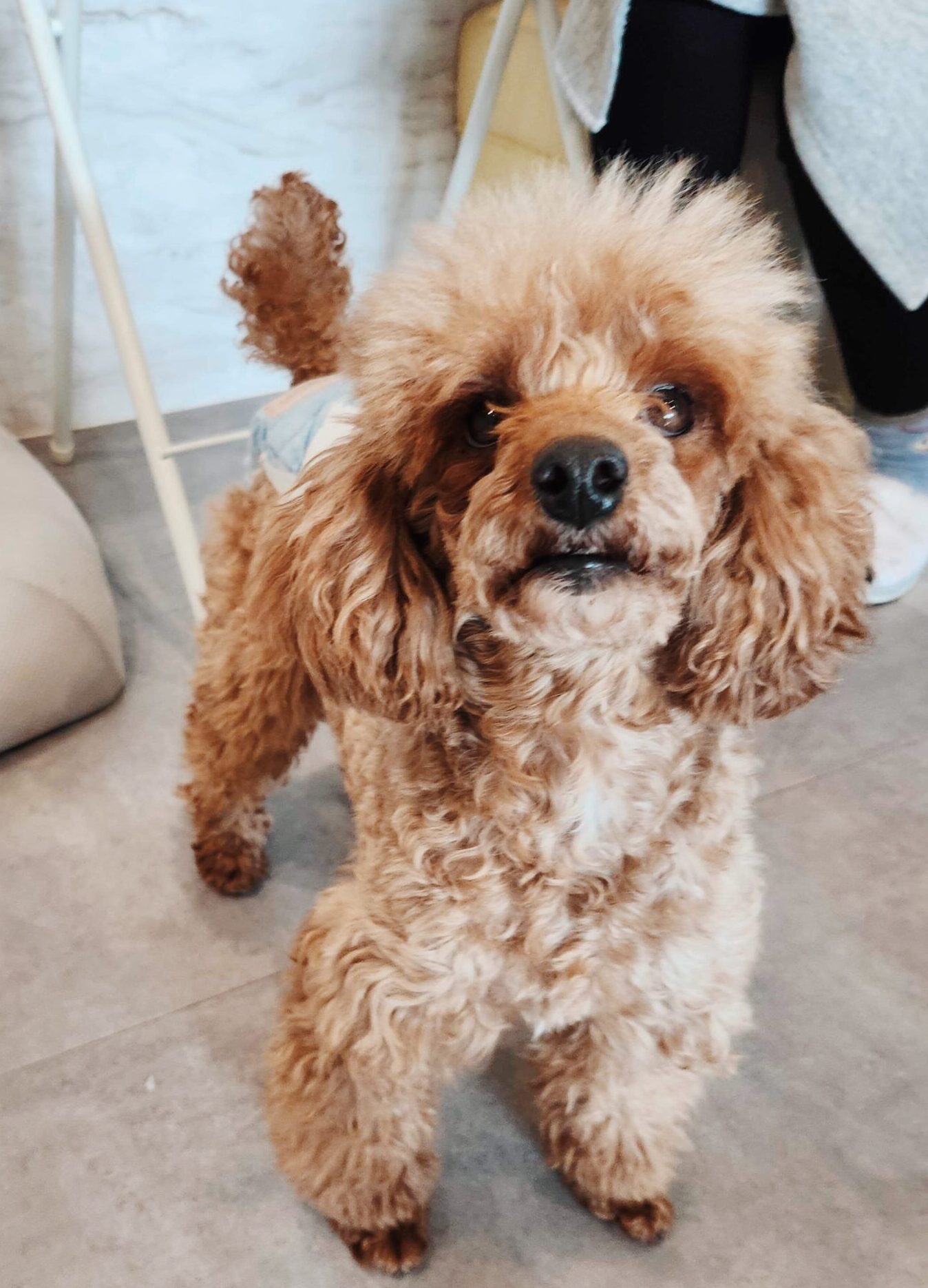 ブラームスの画像1