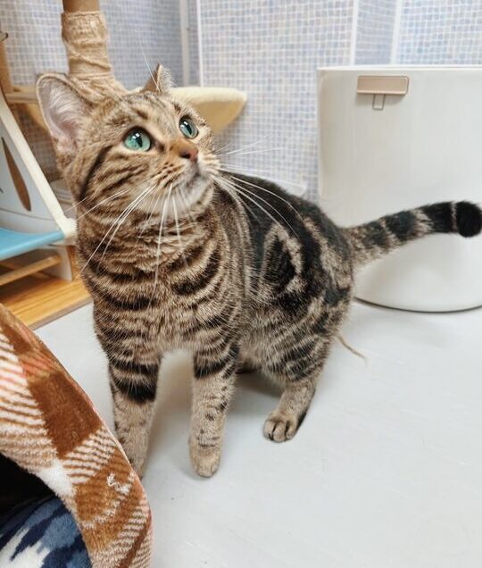 いっちょうの画像1