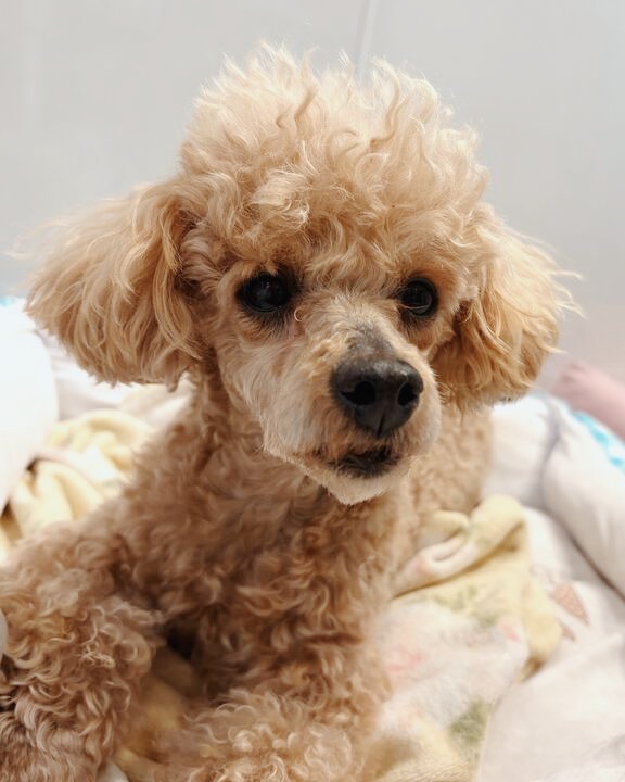 ヘイヘイの画像2