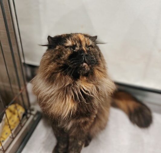 トパーズの画像3