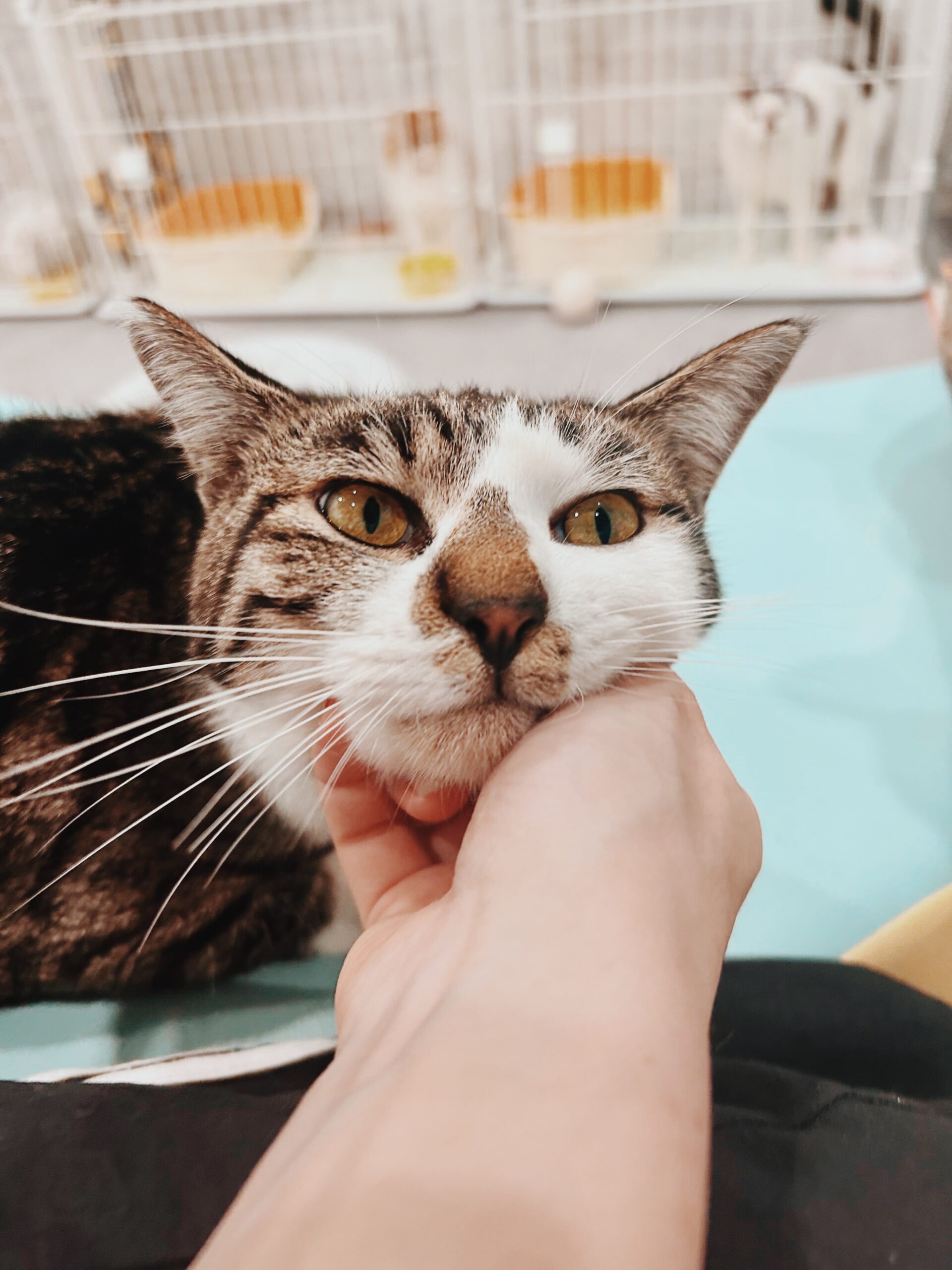 ドラえもんの画像3