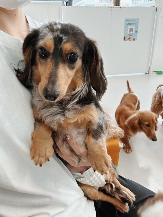 しんさくの画像1