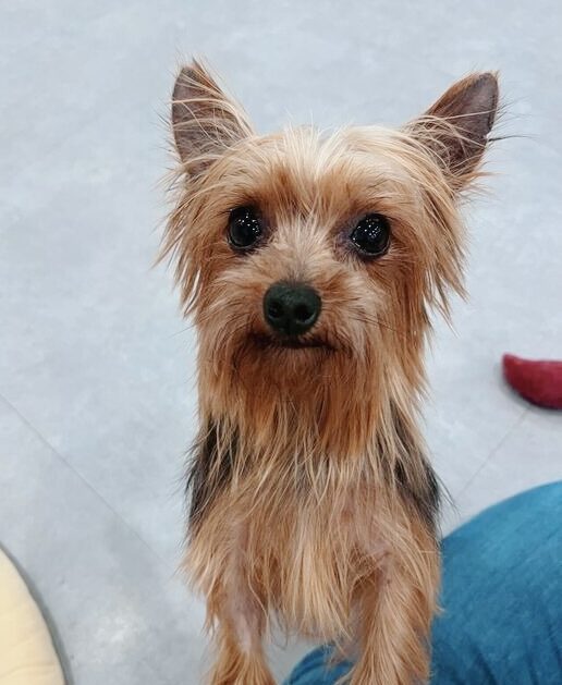 エンゼルフィッシュの画像1