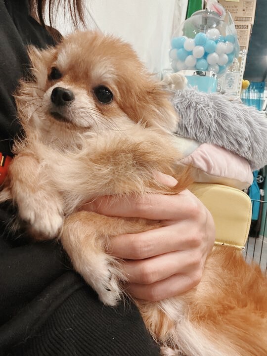 カンピオーネの画像1