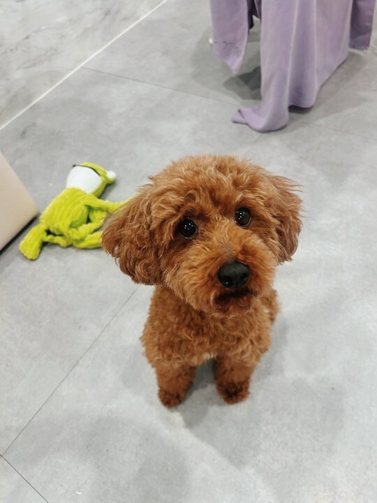 アルジーイーターの画像2