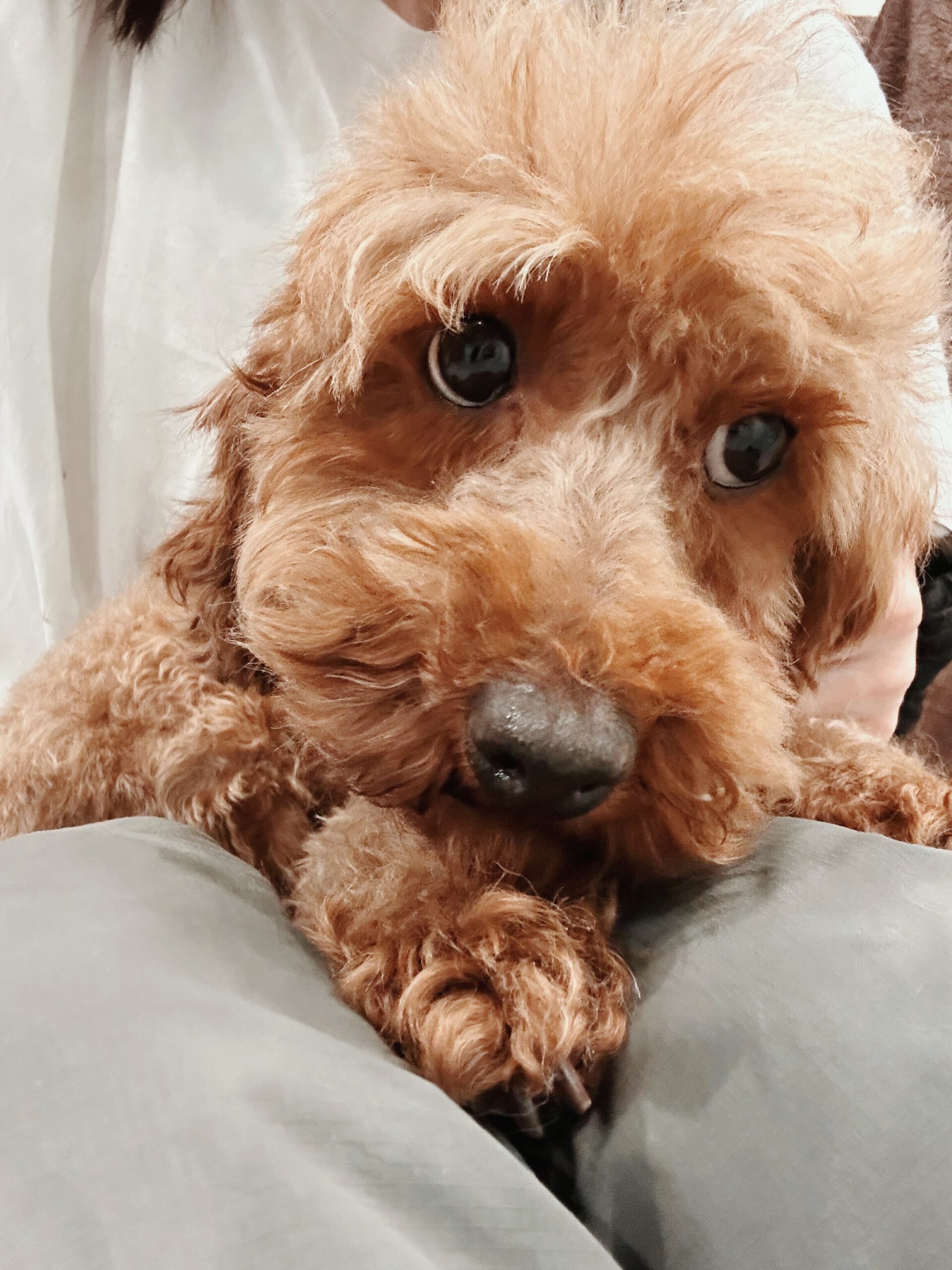 ランプアイの画像1