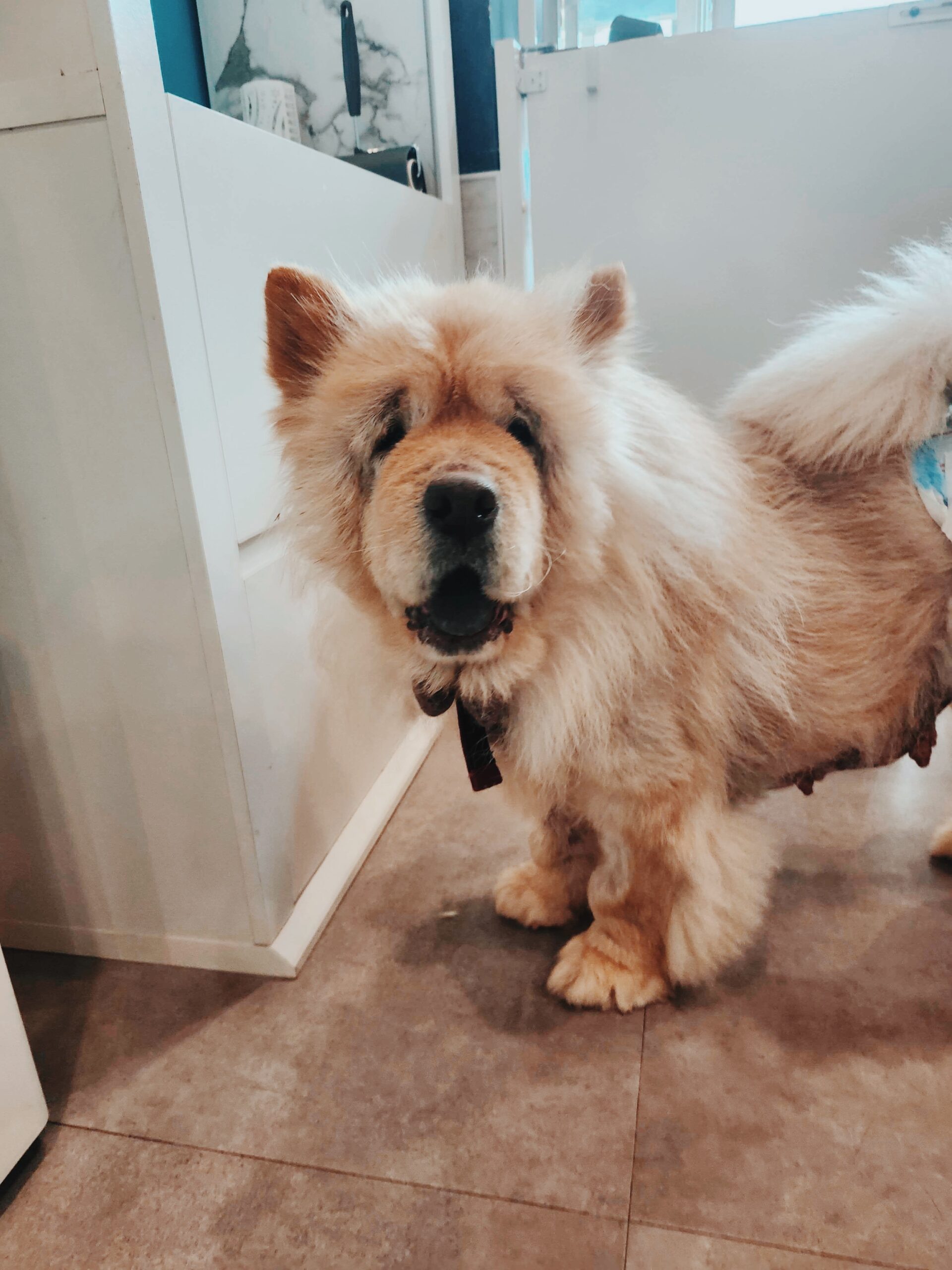 トランペットの画像1