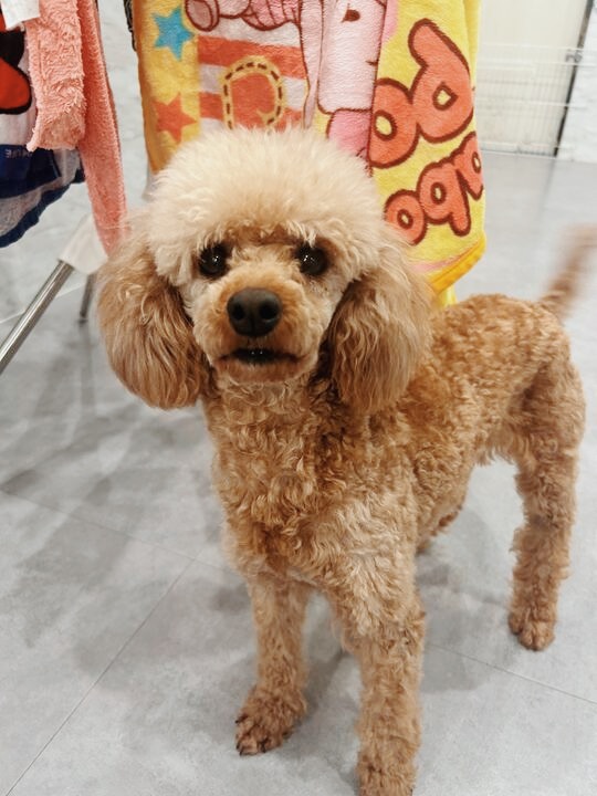 オトシンクルスの画像3