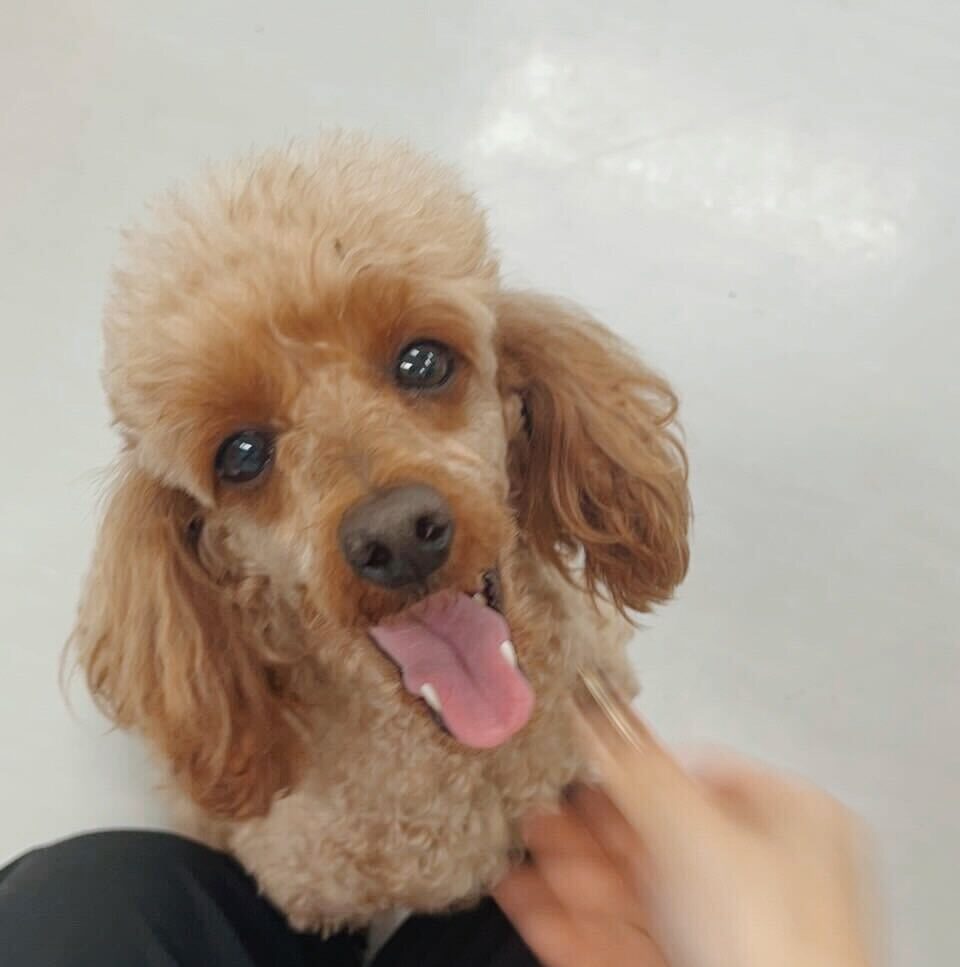 ベートーヴェンの画像2