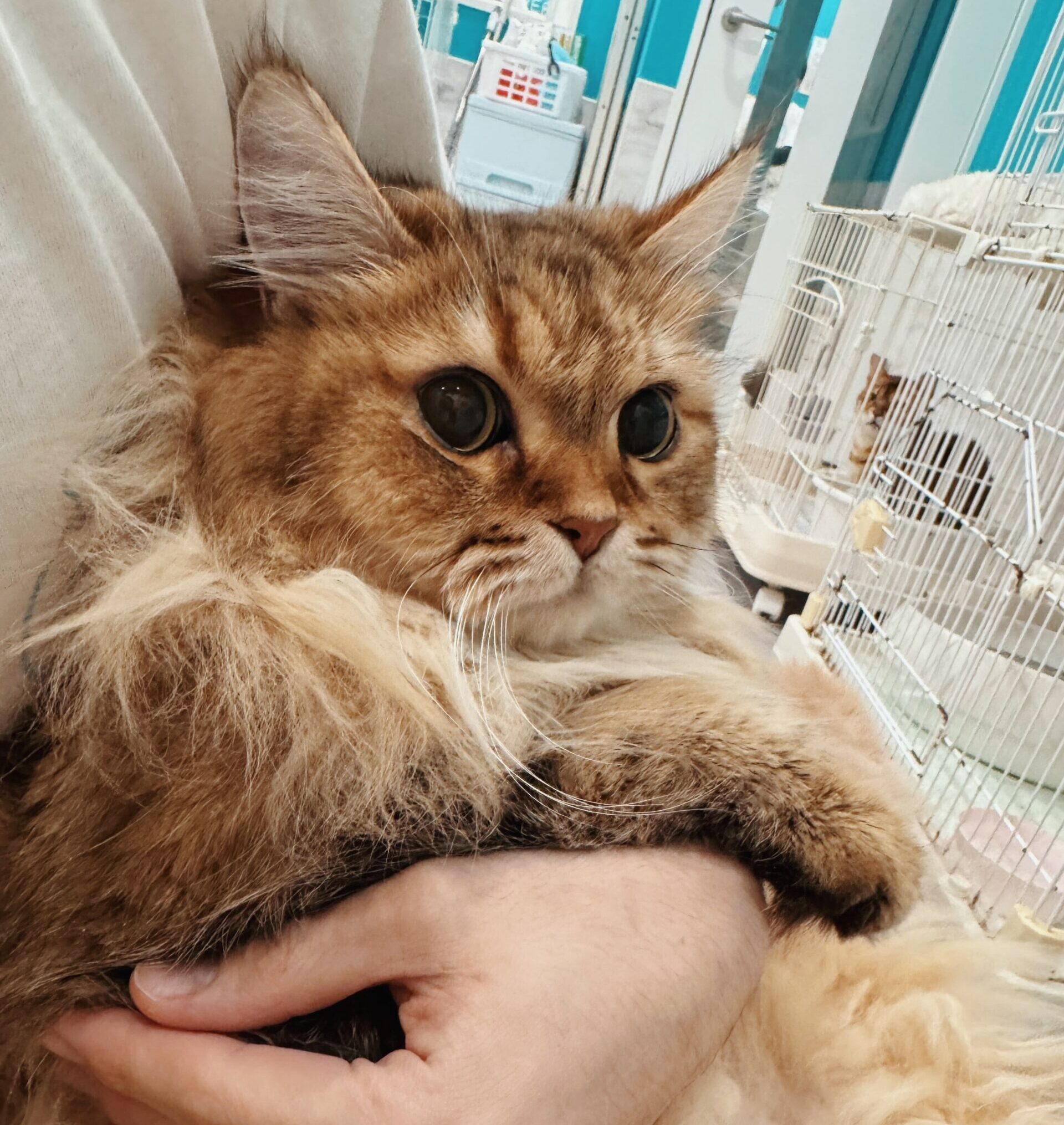 フレッドの画像3