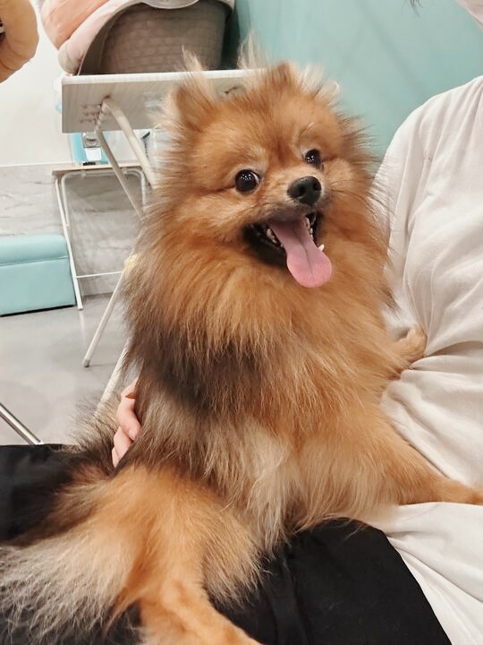 ジェンマの画像3