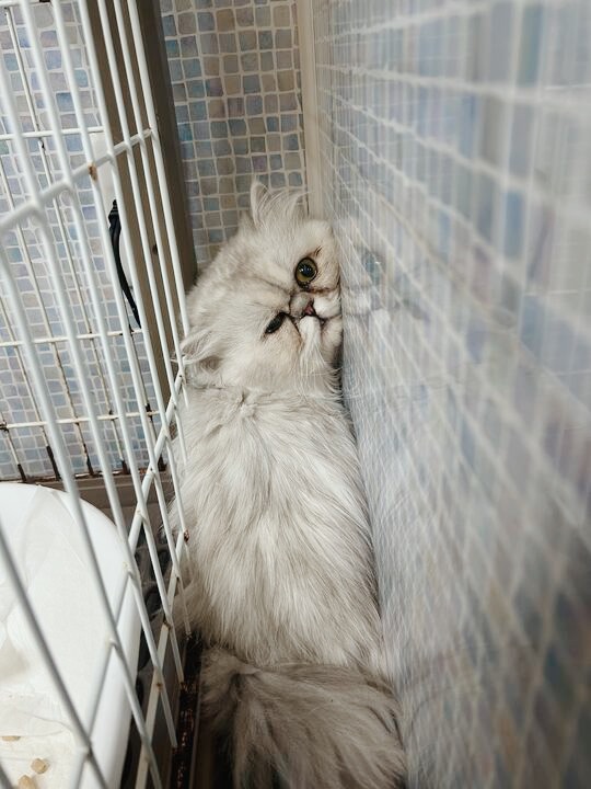 アクアマリンの画像2