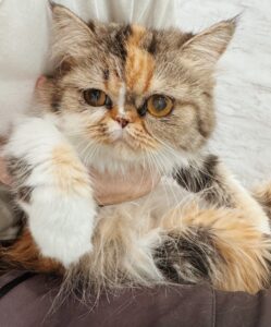 みやじ