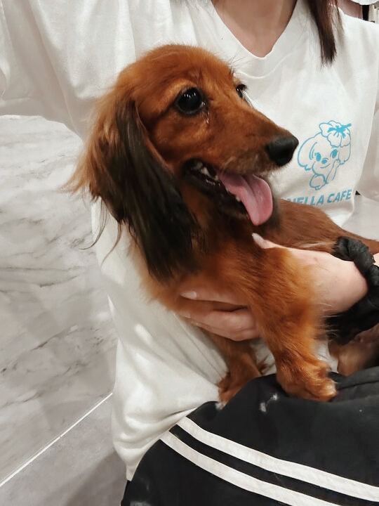 ネオンテトラの画像3