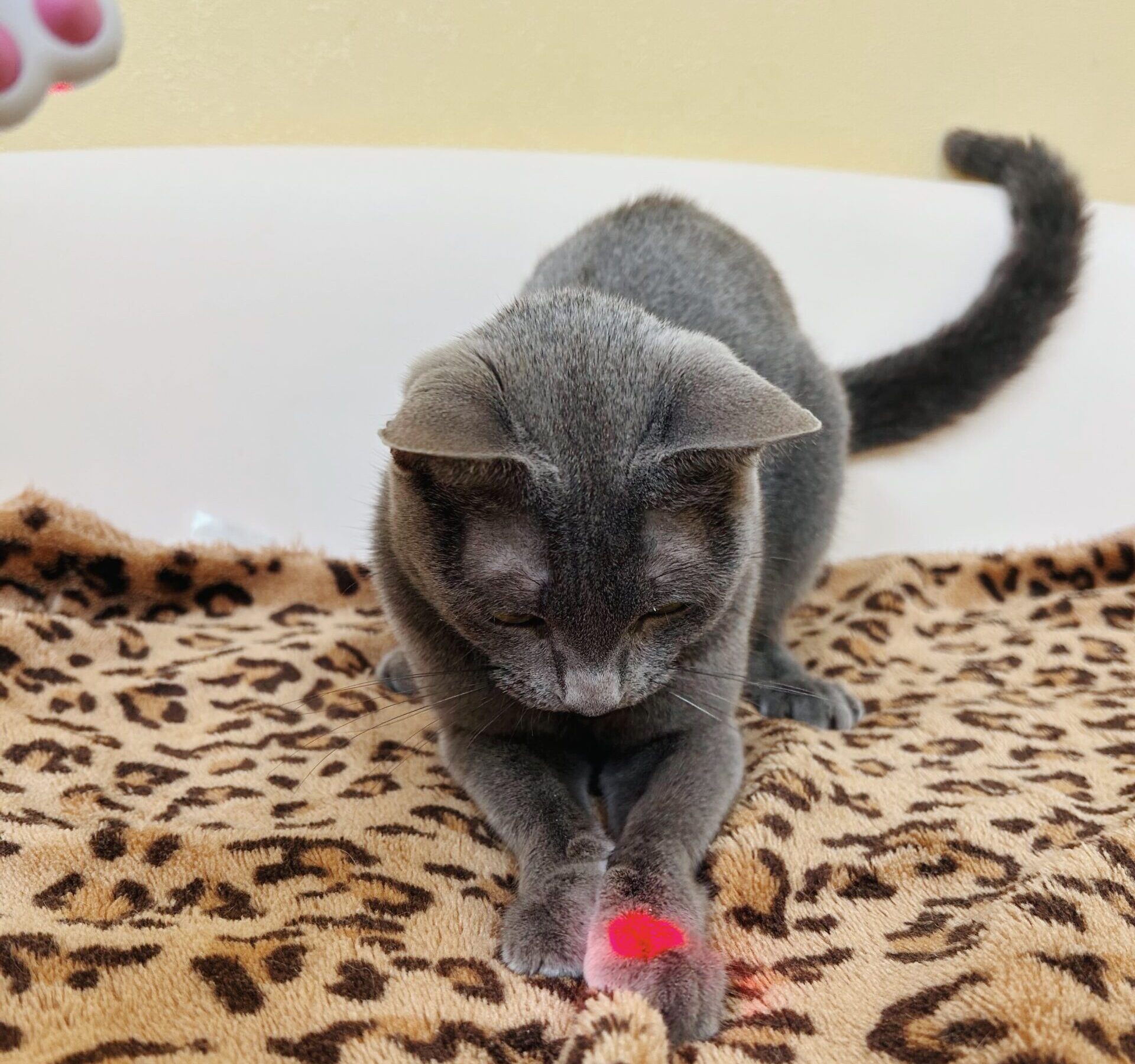 えんらくの画像1