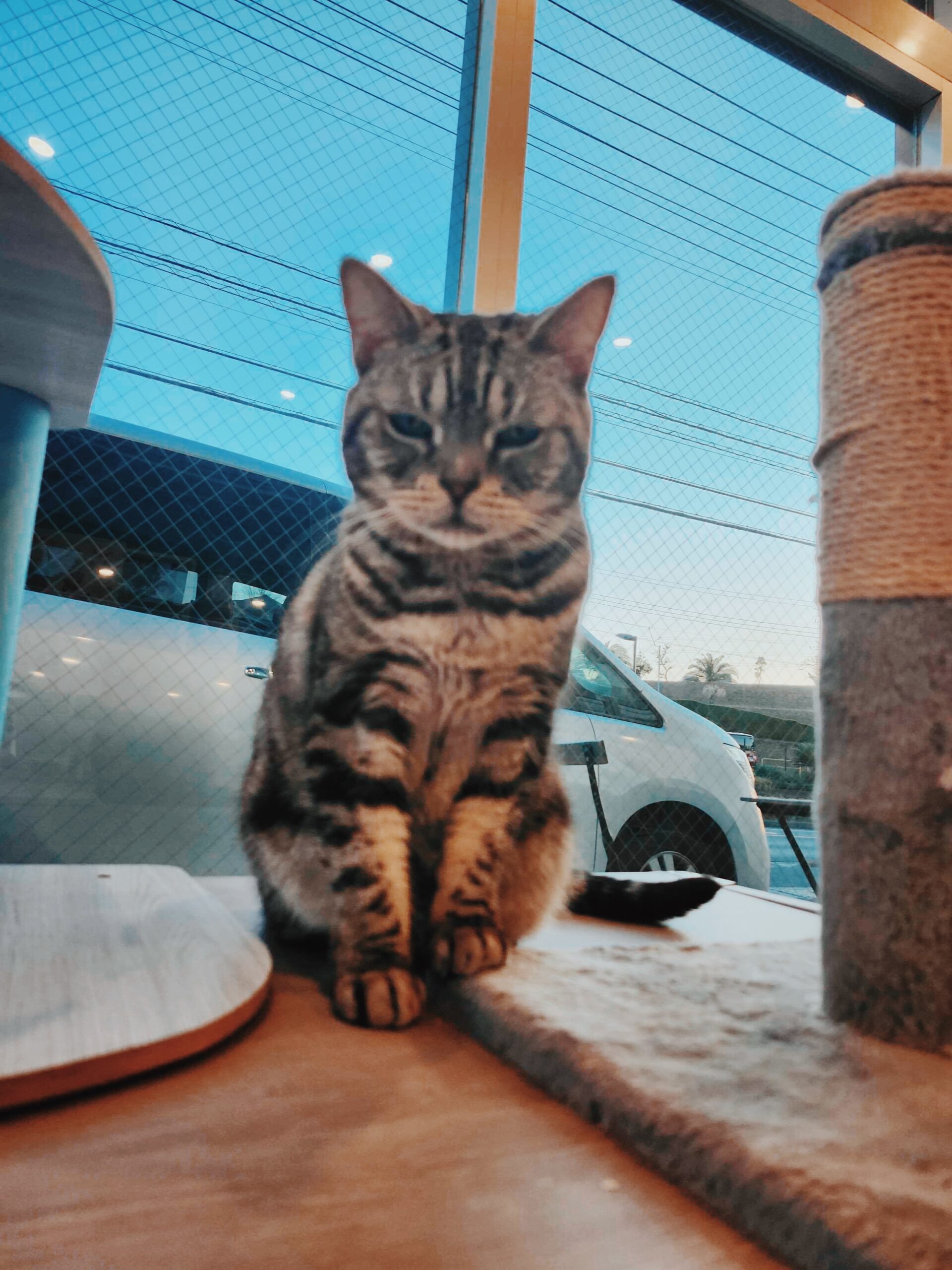 そうせきの画像3